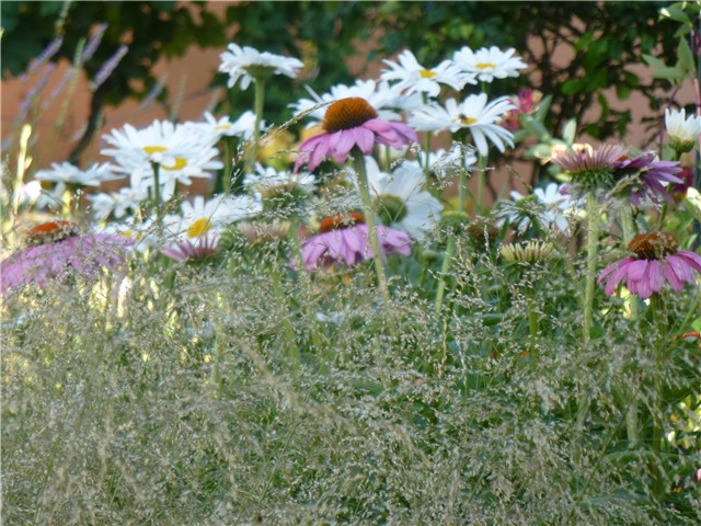 Margarete, echinacea, trava