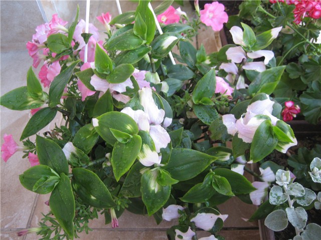 Kombinacija Tradescantia-Potunija