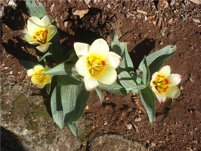tulipani otvoreni