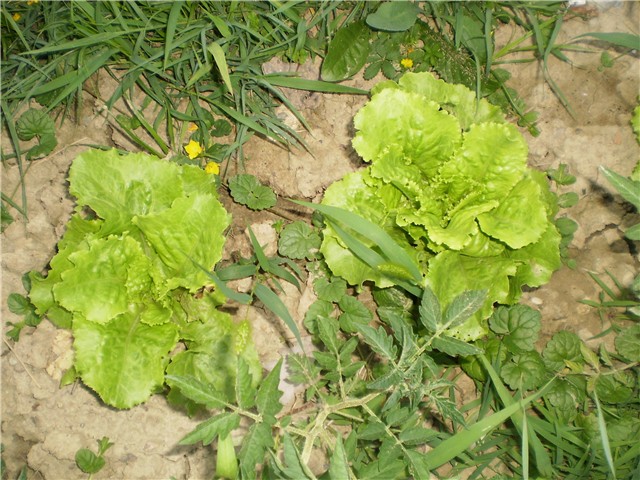 salata