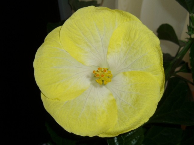 Hibiskus Luna