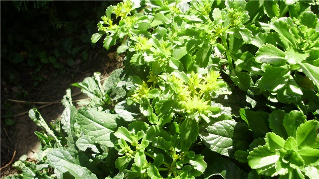 sedum