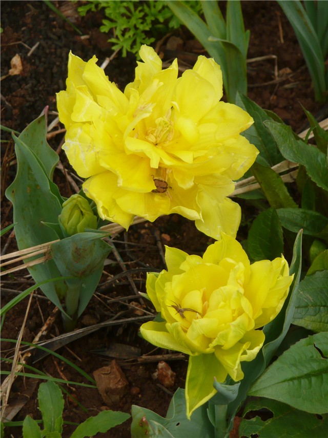 tulipani