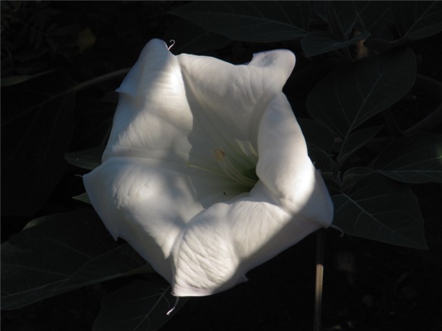 Datura