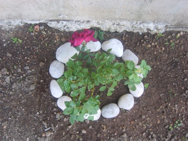 obicna ruza6