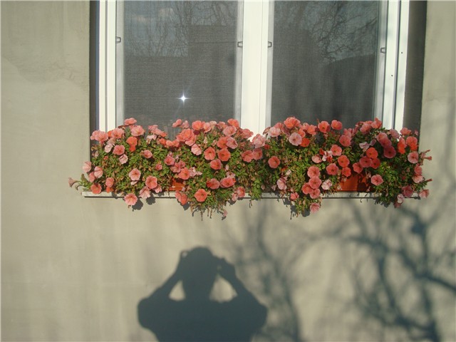 potunia
