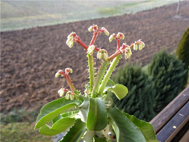 Monadenium magnificum