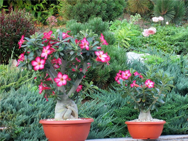 Adenium obesum