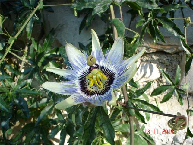 passiflora