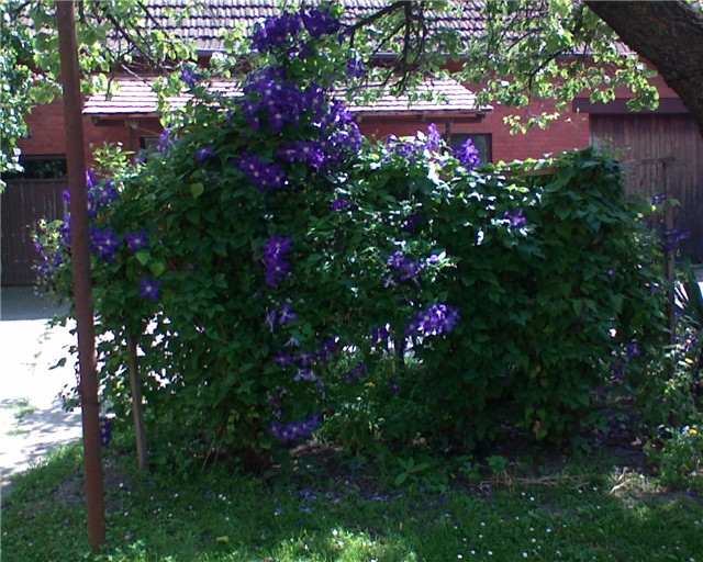 Clematis