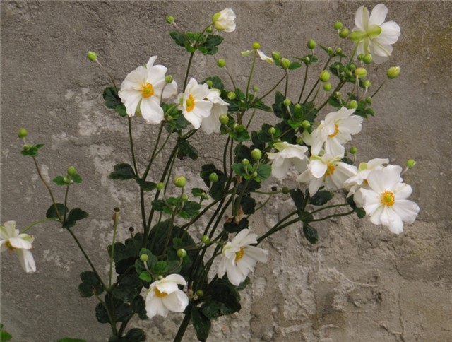 Anemone japonica