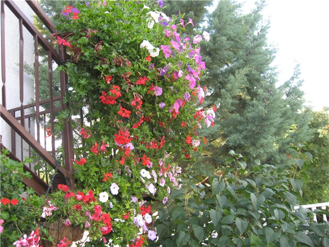 pelargonije