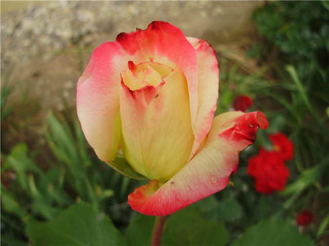 ružica