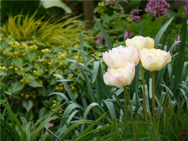 Dupli tulipani