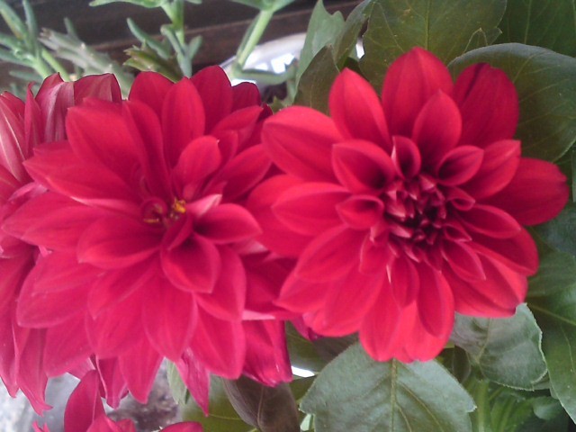 dalia