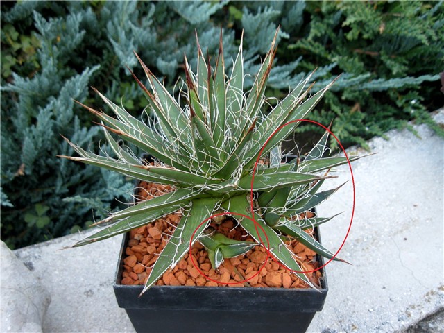agave parviflora