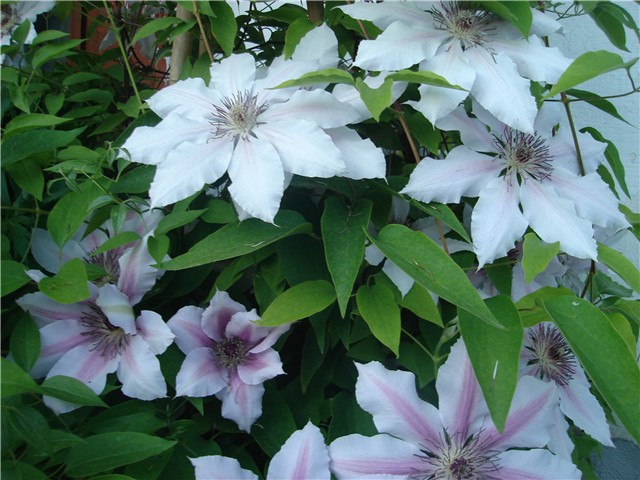 klematis