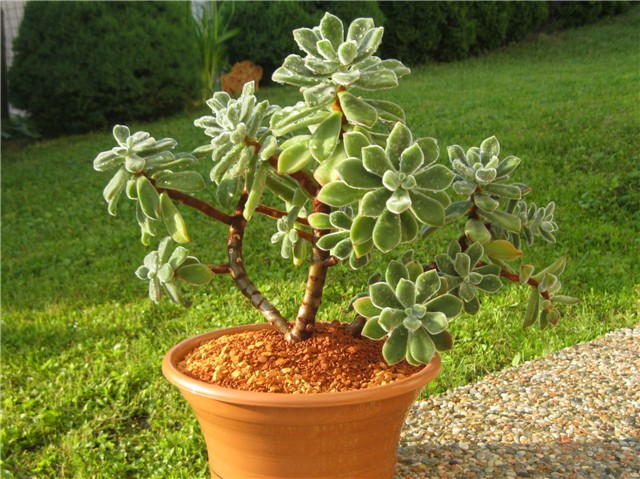 Echeveria pulvinata Ruby 