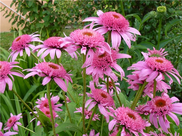 Pink Double Delight