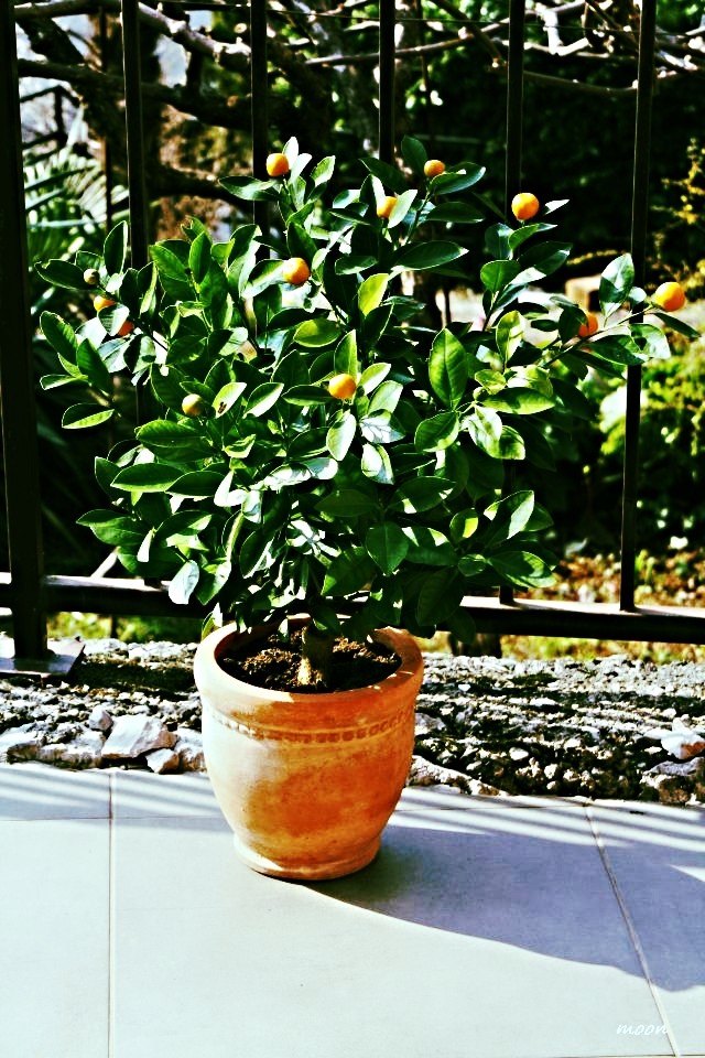 Calamondin