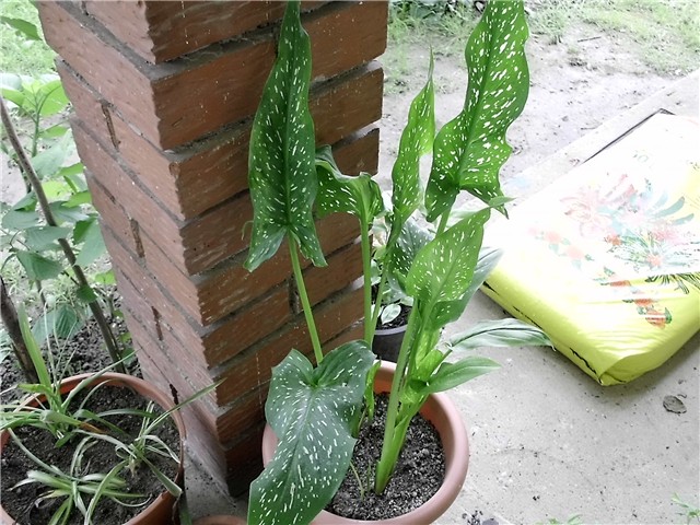 etiopske kale