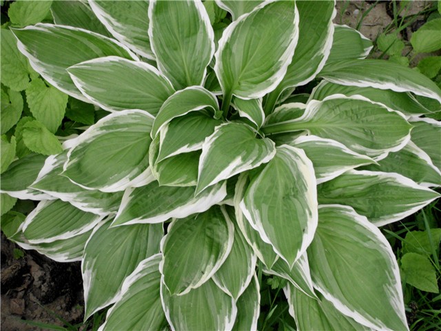 hosta1