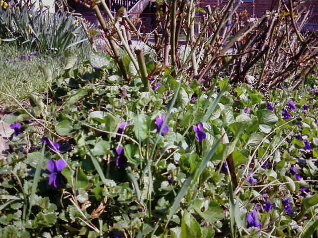 ljubičice mirisne, Viola odorata