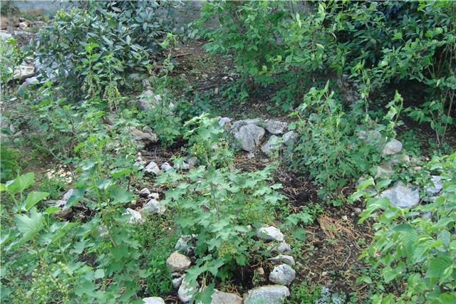 slike vrta