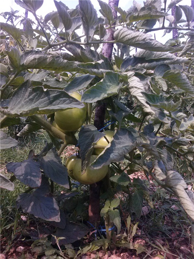 domaća paprika