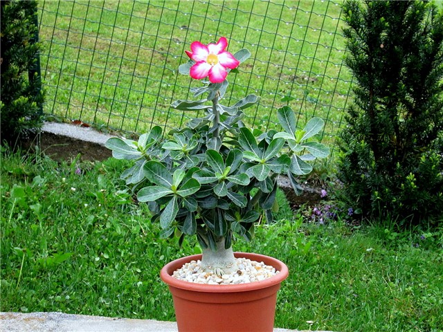 Adenium obesum, sijanac  2012