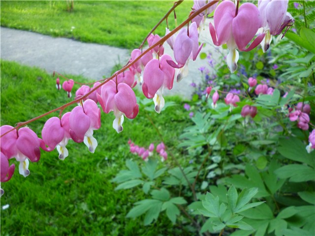 Dicentra