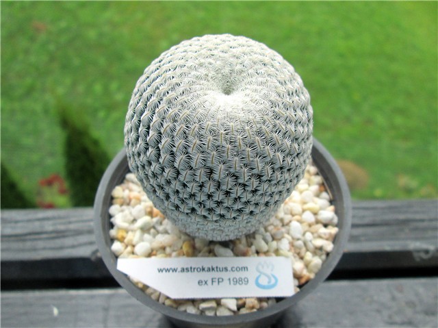 mammillaria pectinifera 