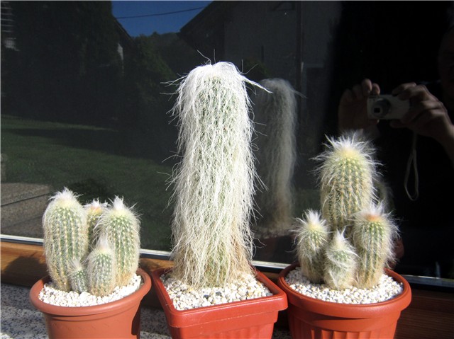 Cephalocereus senilis
