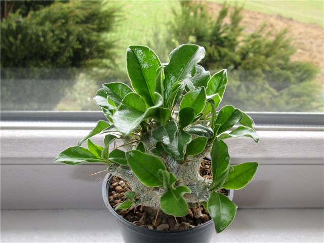 Pachypodium saundersii