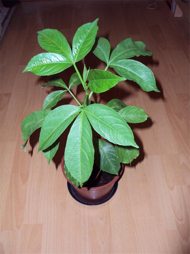 Baobab