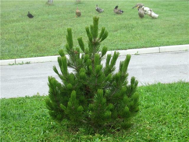Pinus leucodermis  