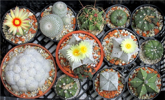 astrophytum