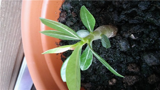 2.adenium