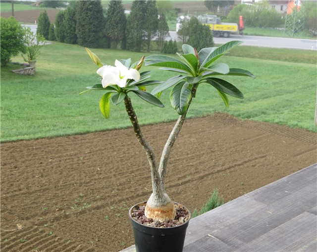 Pachypodium decaryi