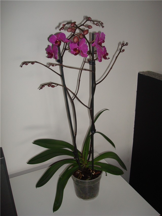 Phalaeonopsis