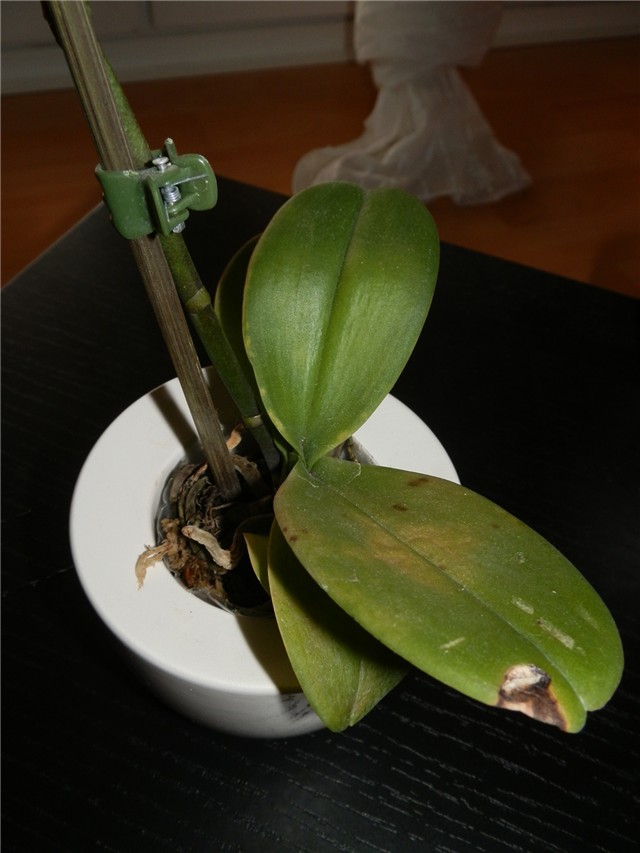 mini2-phalaenopsis
