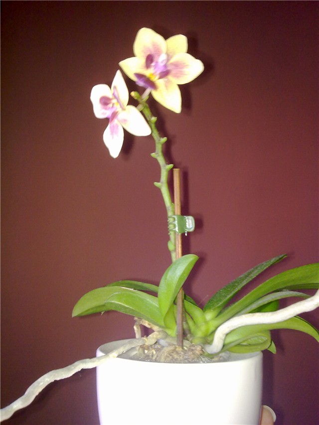 mini phal 2