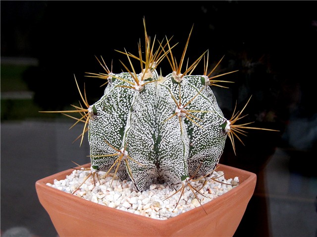Astrophytum ornatum var. Niveum 