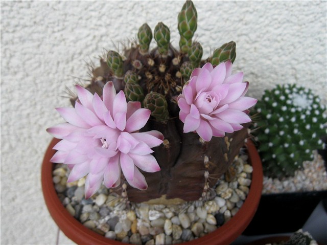 Gymnocalycium damsii 