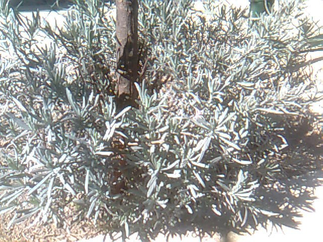 lavanda