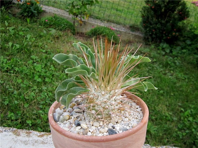 Pachypodium namaquanum