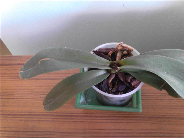 bolesna orhideja