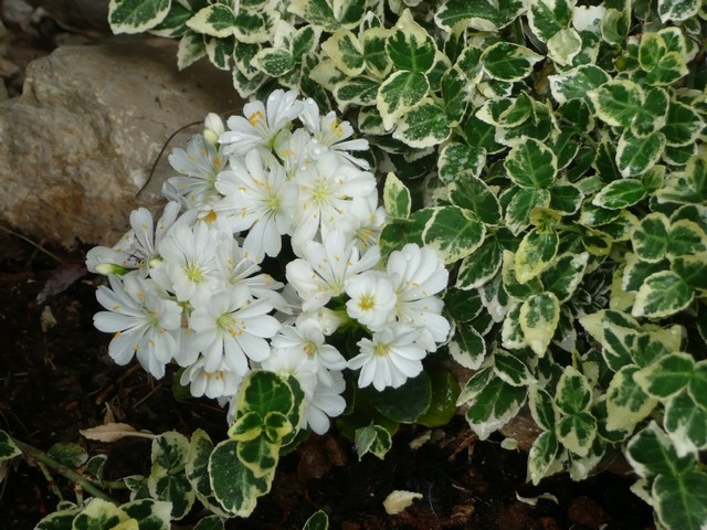 lewisia