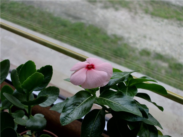 vinka