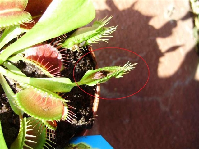 Dionaea